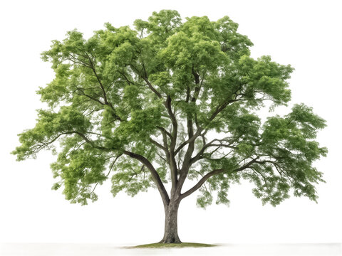 Pecan tree png nut tree png pecan plant png orchard tree png hardwood tree png edible nut tree png transparent background image