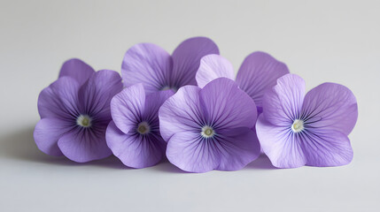 Obraz premium Purple flowers on gray paper against white background symbolizing spring Flat lay with room for text