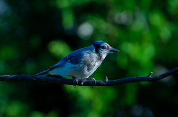 Solitary Blue Jay in Morning Light