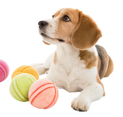 Pet chewable plush toy png soft dog toy png plush pet chew toy png stuffed animal for pets png cuddly plaything png transparent background