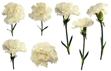 Cream, white carnation flowers, isolated in transparent background, for wedding and florist...
