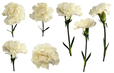 Cream, white carnation flowers, isolated in transparent background, for wedding and florist decoration and design