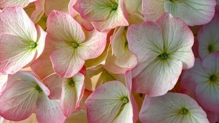 Close-up of vibrant pink and white flowers in full bloom against a green background,  the beauty and diversity of nature.
