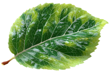 Closeup of a vibrant green leaf with visible veins and water droplets