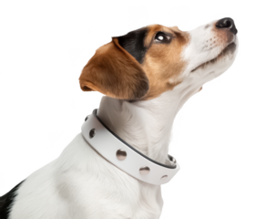 Pet flea collar png tick repellent dog collar png flea prevention band png long-lasting pest control collar png cat flea collar png transparent background