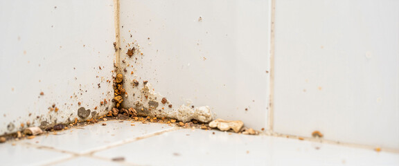 Close-up of mold in bathroom corner, cleanliness contrast