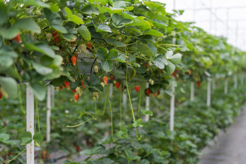 ripe strawberries in a greenhouse