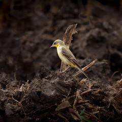 The Western Yellow Wagtail is a bright, energetic songbird known for its vivid yellow belly and constant tail-wagging. Found in open fields and wetlands, it's a cheerful sight during migration seasons