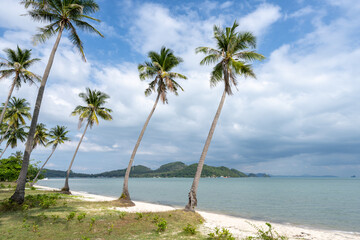 Palm trees at Laem Haad Beach, Koh Yao Yai, Thailand