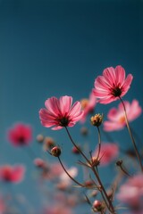 Vibrant Blooming Pink Flowers Under a Clear Blue Sky During Golden Hour
