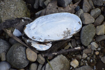 white seashells on the beach in the sea