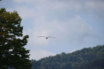 seagull flying over the lake in the mountains © MARIA – Nature