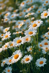 Fototapeta premium Vibrant Field of Daisies in Full Bloom Under Soft Sunlight During Springtime