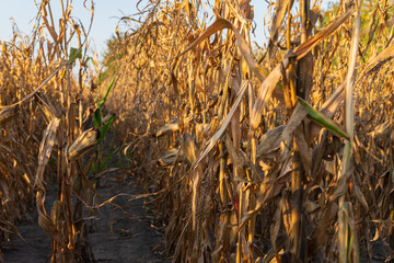Tender green leaves of young corn plants rise from the soil, basking in warm sunlight in a rural field setting