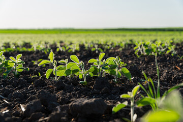 Small soybean plants are sprouting from the dark earth in a large agricultural field under clear skies, indicating healthy growth