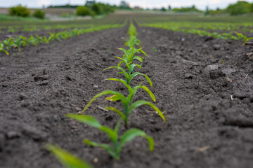Young corn plants sprout from the dark soil in a rural field, highlighting the beginning of the growing season and agricultural vitality