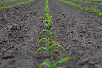 Corn seedlings are growing in neat rows on a rural farm under clear, sunny skies, signifying the...