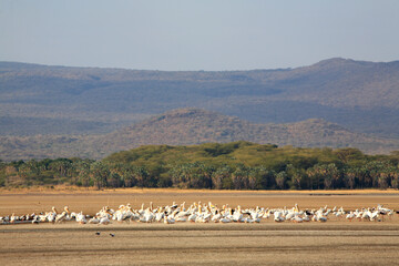 Great White Pelican (Pelecanus onocrotalus) flying away at Lake Eyasi, Tanzania