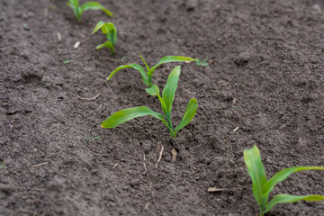 Fresh corn plants sprout from dark, nutrient-rich soil, showcasing vibrant green leaves in a rural agricultural area
