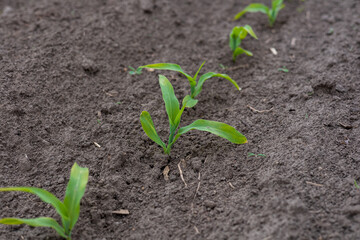 Corn seedlings emerging from the earth in a rural field, showcasing green leaves and vibrant growth during the warm season
