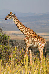 Lone Giraffe, Serengeti National Park, Tanzania