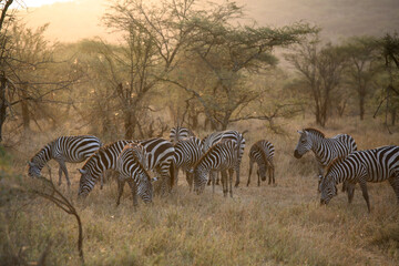Obraz premium Herd of Zebras feeding on grass, Serengeti NAtional Park, Tanzania