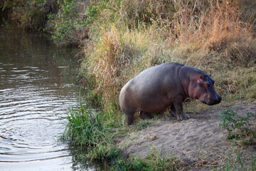 Fototapeta premium Hippopotamus (Hippopotamus amphibius) going out of the water, Serengeti National Park, Tanzania