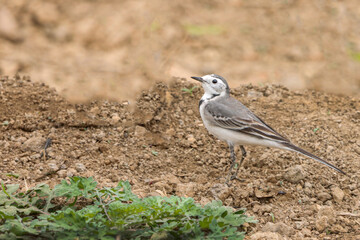 The White Wagtail is a slender, elegant bird with a striking black, white, and grey plumage. Known for its constant tail-wagging, it's often seen near water, fields, and urban areas.