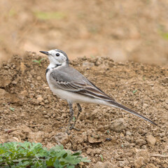 The White Wagtail is a slender, elegant bird with a striking black, white, and grey plumage. Known for its constant tail-wagging, it's often seen near water, fields, and urban areas.