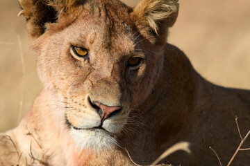 Close up of lioness (Panthera Leo), Serengeti, Tanzania