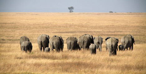 Herd of African Elephants (Loxodonta africana) on the move, Serengeti National Park, Tanzania