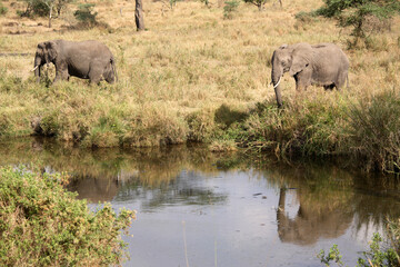 Fototapeta premium African Elephant (Loxodonta africana) close to a water pond, Serengeti National Park, Tanzania