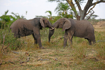 Fototapeta premium Anse Georgette, Praslin island, Seychelles