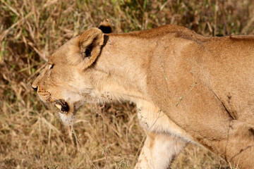 Lioness (Panthera Leo), Serengeti, Tanzania