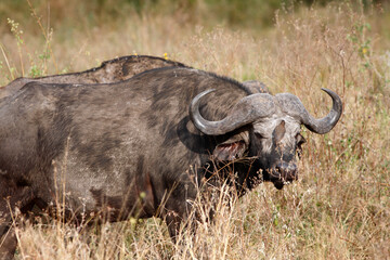 Fototapeta premium African buffalo at Serengeti National Park, Tanzania