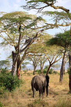 African Elephant  (Loxodonta africana), Selous Game Reserve, Tanzania