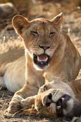 Fototapeta premium Lionesses Panthera Leo, Selous Game Reserve, Tanzania