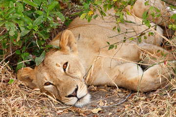 Lioness Panthera Leo, Selous Game Reserve, Tanzania