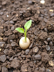 Bean sprout emerges from soil, early growth stage, seed,  plant life