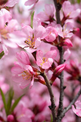 beautiful vibrant pink  flowers of almond tree at sunny day. macro natural floral seasonal background