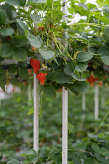 ripe strawberries in a greenhouse