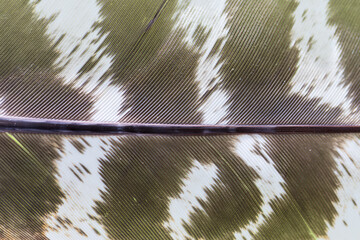 close up of a feather © Amelia Pearn