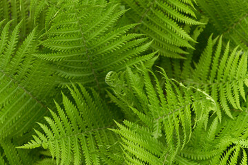 Natural background of spring openwork fern leaves. Macro photography.