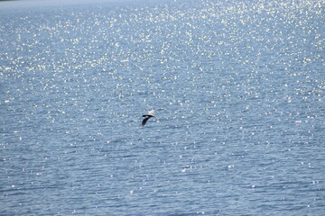 a seagull flying in the sky © MARIA