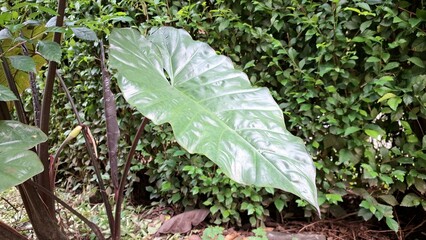 Alocasia Serendipity Leaf Details with Raindrops, Captured in Morning Light, Perfect for Nature-Themed Backgrounds, Wallpapers, or Design Projects	