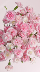 Soft pink carnation flowers in full bloom, captured in natural daylight on a minimal pastel pink background.