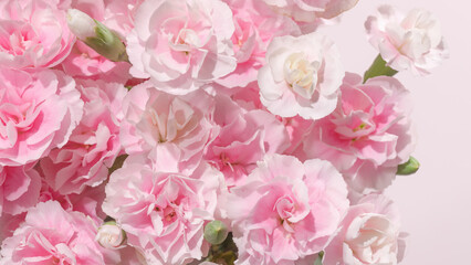 Fototapeta premium Soft pink carnation flowers in full bloom, captured in natural daylight on a minimal pastel pink background.
