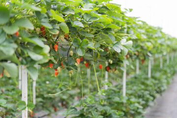 ripe strawberries in a greenhouse