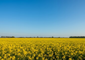 Landscape of yellow rapeseed field under clear blue sky beautiful nature scenery rural scene agriculture farm land
