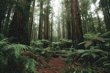 Redwoods forest can be found in Rotorua, within the Bay of Plenty region of New Zealand